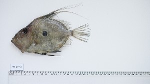  ( - ZEF-AC-31)  @11 [ ] Unspecified (default): All Rights Reserved (2025) Institut National de Recherche Halieutique, Maroc Institut National de Recherche Halieutique, Maroc