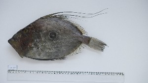  ( - ZEF-AS-4)  @11 [ ] Unspecified (default): All Rights Reserved (2025) Institut National de Recherche Halieutique, Maroc Institut National de Recherche Halieutique, Maroc