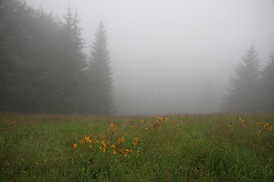  (Arnica montana - 023_017)  @11 [ ] CreativeCommons-Attribution Non-Commercial Share-Alike (2021) Kostrzyca Forest Gene Bank Kostrzyca Forest Gene Bank