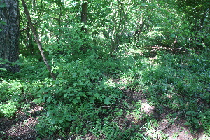  (Cypripedioideae - 066_031)  @11 [ ] CreativeCommons-Attribution Non-Commercial Share-Alike (2021) Kostrzyca Forest Gene Bank Kostrzyca Forest Gene Bank