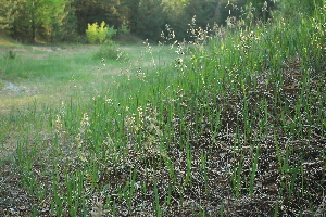  (Hierochloe odorata - 080_013_new)  @11 [ ] CreativeCommons-Attribution Non-Commercial Share-Alike (2020) Kostrzyca Forest Gene Bank Kostrzyca Forest Gene Bank