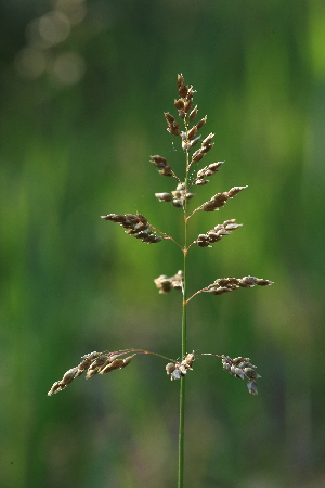  ( - 080_021)  @11 [ ] Unspecified (default): All Rights Reserved (2019) Kostrzyca Forest Gene Bank Kostrzyca Forest Gene Bank