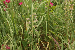  (Muscari comosum - 116_017)  @11 [ ] Unspecified (default): All Rights Reserved (2019) Kostrzyca Forest Gene Bank Kostrzyca Forest Gene Bank