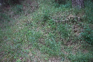  ( - 117_018)  @11 [ ] Unspecified (default): All Rights Reserved (2019) Kostrzyca Forest Gene Bank Kostrzyca Forest Gene Bank
