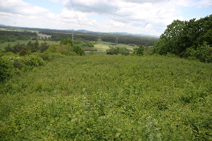  ( - 117_028)  @11 [ ] CreativeCommons-Attribution Non-Commercial Share-Alike (2021) Kostrzyca Forest Gene Bank Kostrzyca Forest Gene Bank