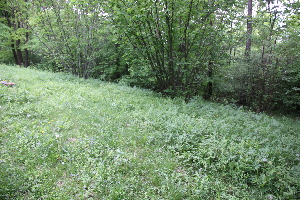  ( - 117_047)  @11 [ ] CreativeCommons-Attribution Non-Commercial Share-Alike (2021) Kostrzyca Forest Gene Bank Kostrzyca Forest Gene Bank