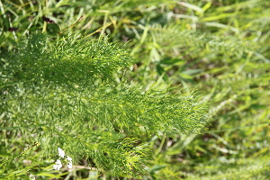  ( - 127_002)  @11 [ ] CreativeCommons-Attribution Non-Commercial Share-Alike (2019) Kostrzyca Forest Gene Bank Kostrzyca Forest Gene Bank