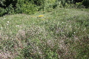  ( - 127_031)  @11 [ ] CreativeCommons-Attribution Non-Commercial Share-Alike (2019) Kostrzyca Forest Gene Bank Kostrzyca Forest Gene Bank