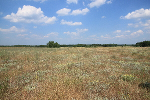  ( - 129_001)  @11 [ ] CreativeCommons-Attribution Non-Commercial Share-Alike (2019) Kostrzyca Forest Gene Bank Kostrzyca Forest Gene Bank