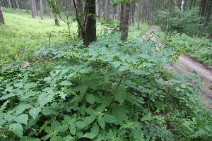  ( - 131_001)  @11 [ ] CreativeCommons-Attribution Non-Commercial Share-Alike (2019) Kostrzyca Forest Gene Bank Kostrzyca Forest Gene Bank