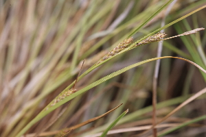  ( - 135_001)  @11 [ ] CreativeCommons-Attribution Non-Commercial Share-Alike (2019) Kostrzyca Forest Gene Bank Kostrzyca Forest Gene Bank