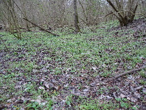  ( - 136_003)  @11 [ ] CreativeCommons-Attribution Non-Commercial Share-Alike (2019) Kostrzyca Forest Gene Bank Kostrzyca Forest Gene Bank