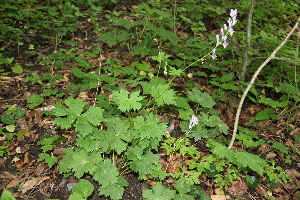  (Aconitum moldavicum - 153_001)  @11 [ ] CreativeCommons-Attribution Non-Commercial Share-Alike (2020) Kostrzyca Forest Gene Bank Kostrzyca Forest Gene Bank