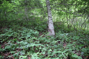  ( - 153_001)  @11 [ ] CreativeCommons-Attribution Non-Commercial Share-Alike (2020) Kostrzyca Forest Gene Bank Kostrzyca Forest Gene Bank