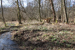  ( - 155_001)  @11 [ ] CreativeCommons-Attribution Non-Commercial Share-Alike (2020) Kostrzyca Forest Gene Bank Kostrzyca Forest Gene Bank