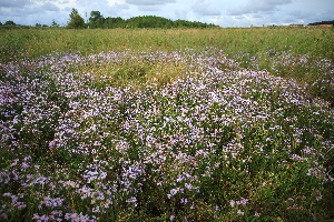  ( - 165_021)  @11 [ ] CreativeCommons-Attribution Non-Commercial Share-Alike (2021) Kostrzyca Forest Gene Bank Kostrzyca Forest Gene Bank