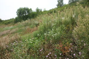  ( - 175_002)  @11 [ ] CreativeCommons-Attribution Non-Commercial Share-Alike (2020) Kostrzyca Forest Gene Bank Kostrzyca Forest Gene Bank