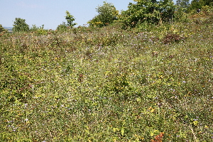  ( - 183_021)  @11 [ ] CreativeCommons-Attribution Non-Commercial Share-Alike (2020) Kostrzyca Forest Gene Bank Kostrzyca Forest Gene Bank