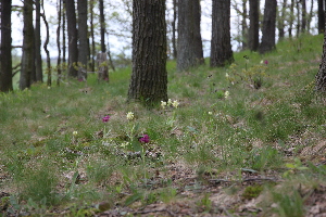  ( - 188_001)  @11 [ ] CreativeCommons-Attribution Non-Commercial Share-Alike (2021) Kostrzyca Forest Gene Bank Kostrzyca Forest Gene Bank