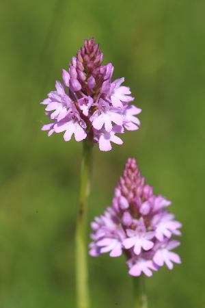  (Anacamptis pyramidalis - 200_003)  @11 [ ] CreativeCommons-Attribution Non-Commercial Share-Alike (2021) Kostrzyca Forest Gene Bank Kostrzyca Forest Gene Bank