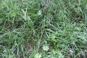  ( - 210_002)  @11 [ ] CreativeCommons - Attribution Share-Alike (2021) Unspecified Kostrzyca Forest Gene Bank