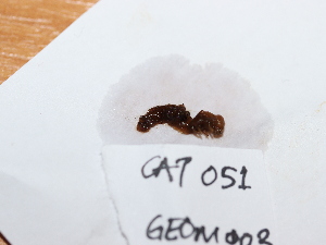  ( - CAT051)  @11 [ ] CreativeCommons  Attribution Share-Alike (2023) M. Volf Biology Center CAS, Institute of Entomology