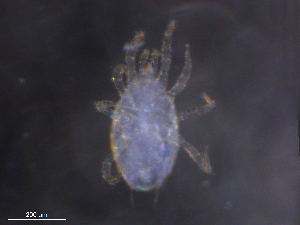  ( - BIOUG32475-B06)  @11 [ ] CreativeCommons - Attribution (2019) CBG Photography Group Centre for Biodiversity Genomics