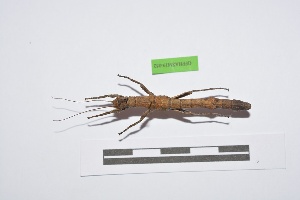  (Paraprisopus apterus - GFPHASM19-052)  @11 [ ] Copyright (2019) Toni Jourdan ASPER