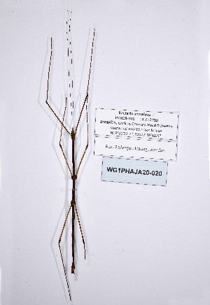  ( - WG1PHAJA20-020)  @11 [ ] Copyright (2020) Philippe Lelong Association pour la Systématique des Phasmes et l'Etude de leur Répartition