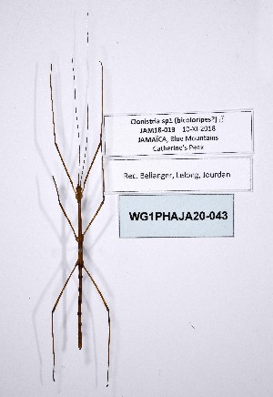  ( - WG1PHAJA20-043)  @11 [ ] Copyright (2020) Philippe Lelong Association pour la Systématique des Phasmes et l'Etude de leur Répartition