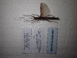 (Malacomorpha cyllarus - WG1PHAJA20-063)  @11 [ ] Copyright (2020) Yannick Bellanger Association pour la Systématique des Phasmes et l'Etude de leur Répartition