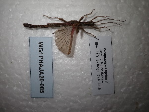  (Paraprisopus agrion - WG1PHAJA20-085)  @11 [ ] Copyright (2020) Yannick Bellanger Association pour la Systématique des Phasmes et l'Etude de leur Répartition