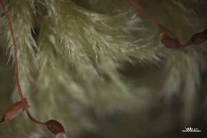  ( - BHAK-5550)  @11 [ ] CreativeCommons Attribution Non-Commercial No Derivatives (2025) Matt Lemay Hakai Institute