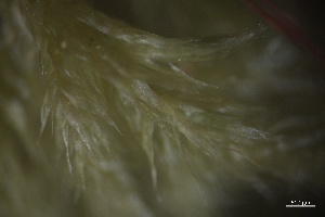  ( - BHAK-5550)  @11 [ ] CreativeCommons Attribution Non-Commercial No Derivatives (2025) Matt Lemay Hakai Institute