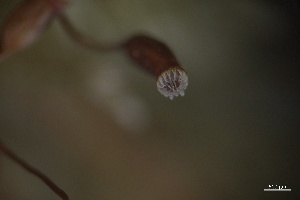  ( - BHAK-5550)  @11 [ ] CreativeCommons Attribution Non-Commercial No Derivatives (2025) Matt Lemay Hakai Institute