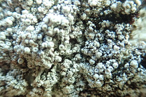  ( - L-751)  @11 [ ] CreativeCommons Attribution Non-Commercial No Derivatives (2018) Matt Lemay Hakai Institute