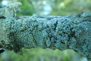  (Coccotrema pocillarium - L-787)  @11 [ ] CreativeCommons Attribution Non-Commercial No Derivatives (2018) Matt Lemay Hakai Institute