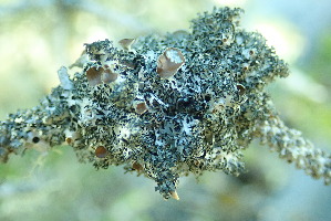  (Hypogymnia lophyrea - L-784)  @11 [ ] CreativeCommons Attribution Non-Commercial No Derivatives (2018) Matt Lemay Hakai Institute