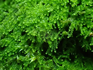  ( - BHAK-16522)  @11 [ ] CreativeCommons Attribution Non-Commercial No Derivatives (2025) Matt Lemay Hakai Institute