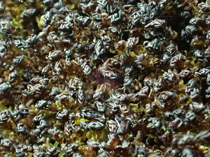  (Marsupella - BHAK-16536)  @11 [ ] CreativeCommons Attribution Non-Commercial No Derivatives (2025) Matt Lemay Hakai Institute