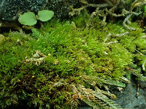  ( - BHAK-16538)  @11 [ ] CreativeCommons Attribution Non-Commercial No Derivatives (2025) Matt Lemay Hakai Institute