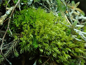  ( - BHAK-16538)  @11 [ ] CreativeCommons Attribution Non-Commercial No Derivatives (2025) Matt Lemay Hakai Institute