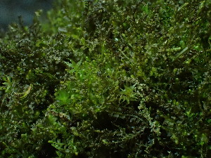  ( - BHAK-16543)  @11 [ ] CreativeCommons Attribution Non-Commercial No Derivatives (2025) Matt Lemay Hakai Institute