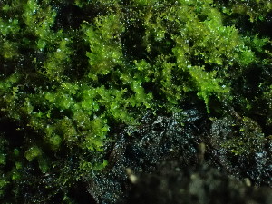  ( - BHAK-16543)  @11 [ ] CreativeCommons Attribution Non-Commercial No Derivatives (2025) Matt Lemay Hakai Institute