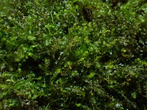  ( - BHAK-16543)  @11 [ ] CreativeCommons Attribution Non-Commercial No Derivatives (2025) Matt Lemay Hakai Institute