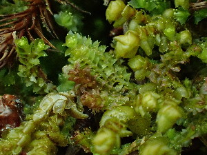  ( - BHAK-16545)  @11 [ ] CreativeCommons Attribution Non-Commercial No Derivatives (2025) Matt Lemay Hakai Institute