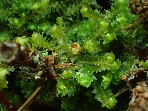  ( - BHAK-16545)  @11 [ ] CreativeCommons Attribution Non-Commercial No Derivatives (2025) Matt Lemay Hakai Institute