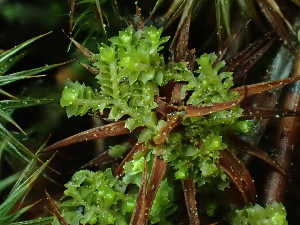  ( - BHAK-16545)  @11 [ ] CreativeCommons Attribution Non-Commercial No Derivatives (2025) Matt Lemay Hakai Institute