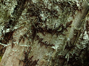  (Frullania californica - BHAK-16567)  @11 [ ] CreativeCommons Attribution Non-Commercial No Derivatives (2025) Matt Lemay Hakai Institute