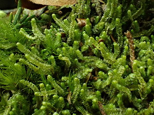  (Neoorthocaulis floerkei - BHAK-16570)  @11 [ ] CreativeCommons Attribution Non-Commercial No Derivatives (2025) Matt Lemay Hakai Institute